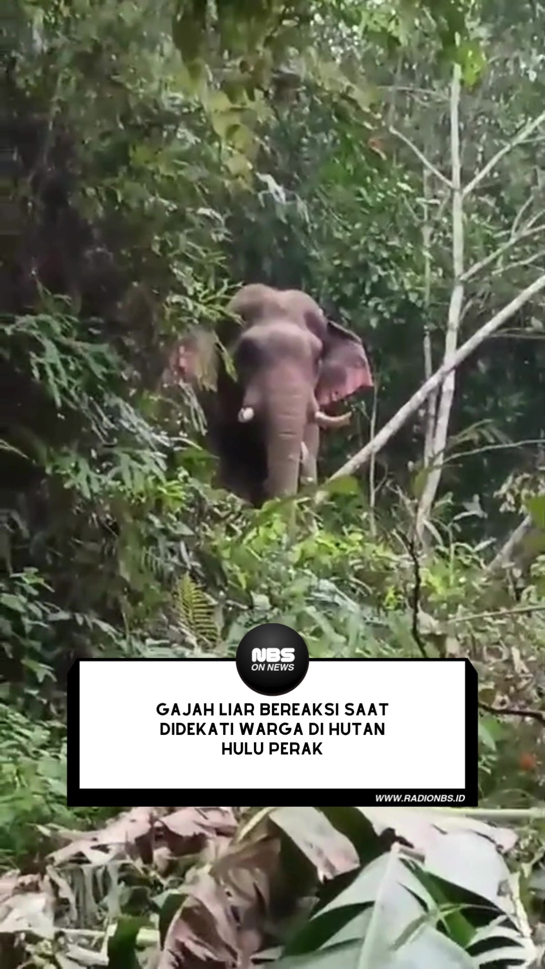 Sekelompok warga tak sengaja bertemu seekor induk gajah liar saat berada di kawasan hutan Hulu Perak.